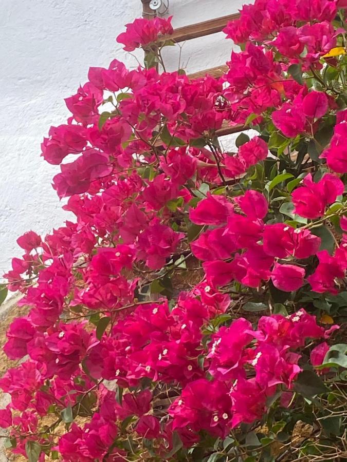 Apartamento Cortijo Perejil, A Tranquil Mountain Escape & Private Pool Oria Exterior foto